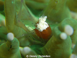 Anemone Shrimp. Challenging Subject. Hard to Focus. by Donny Zarsadias 